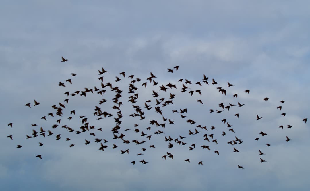 Murmurations Tools